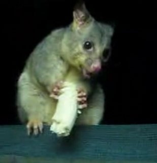 Opossum Eating a Banana